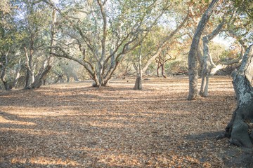 Grove of Manzanita and Oak Trees