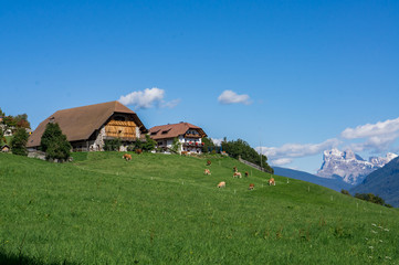 Alpine farm village, green meadow with cows at sunny summer day. Soprabolzano, Oberbozen, Tirol, Italy.