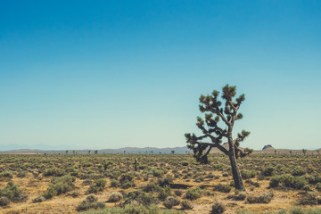 Desert Mojave, California. Cacti and desert trees