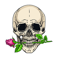 human skull with a rose