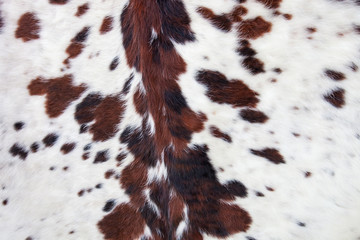 Longhorn white cowhide with black and brown spots/ Fur background - obrazy, fototapety, plakaty