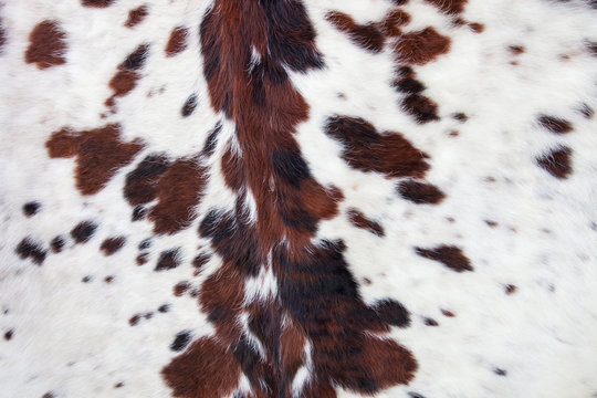 Longhorn white cowhide with black and brown spots/ Fur background