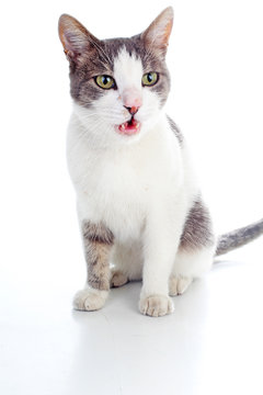 Domestic cat on isolated white background. Cat wanting food. Trained cat. Animal mammal pet. Beautiful grey white cat young kitten on isolated white studio photo background. Cat with beautiful eyes