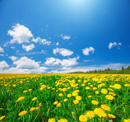 Yellow flowers field under blue cloudy sky