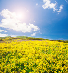 Fototapeta premium Yellow flowers field under blue cloudy sky