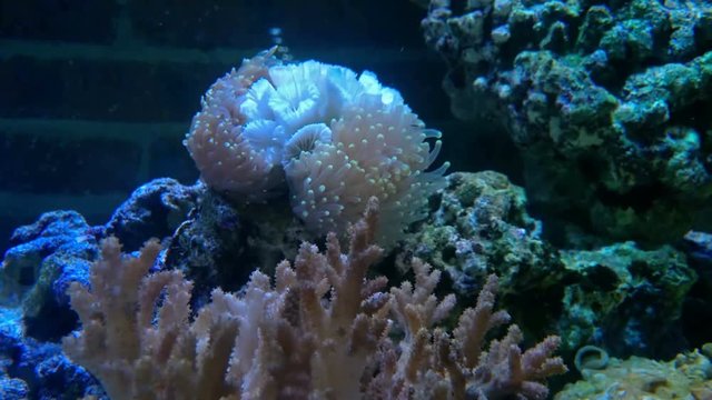 beautiful coral in tank 4K