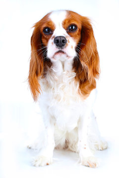 Cute. Beautiful friendly cavalier king charles spaniel dog. Purebred canine trained dog puppy. Blenheim spaniel dog puppy