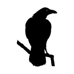 Vector illustration. Black silhouette of a crow sitting on a branch.
