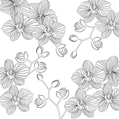 Vector illustration. Beautiful Phalaenopsis Orchid in a  flower pot. Black and white pattern can be used for coloring.