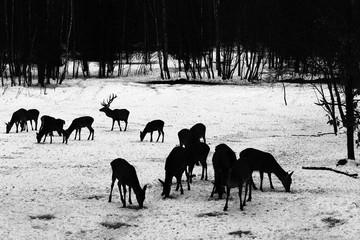 Wild deer in the winter forest on the feeding platform