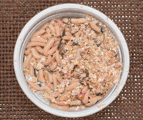 maggots larvae of flies