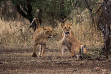 Löwe (Panthera leo)