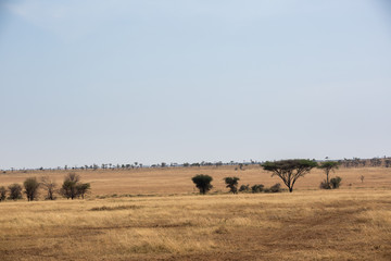Fototapeta na wymiar Die Wildnis von Tansania - Afrika