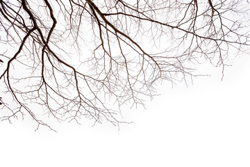 Fototapeta na wymiar tree branches without leaf