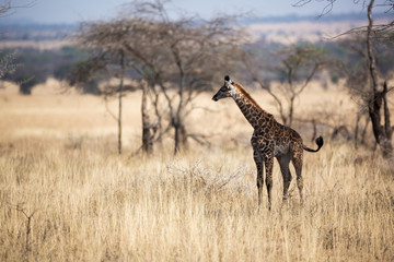 Giraffe (Giraffa)