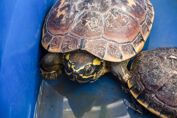 Fototapeta premium water turtle in basket for make merit