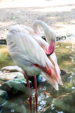 White flamingo in the zoo