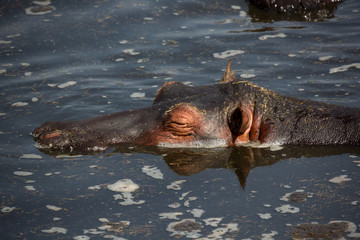 Fototapeta premium Flusspferd (Hippopotamus amphibius)