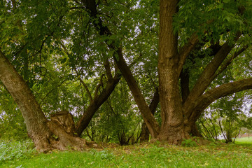 Green Crooked Trees in the Park