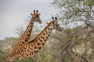 Giraffe (Giraffa)