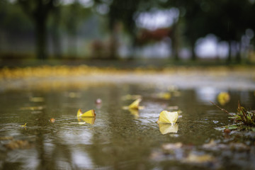 Obraz na płótnie Canvas Yellow leave on the floor with raining in a japan garden, selective focus.