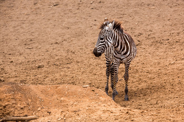 Obraz premium Zebra (Equus quagga)