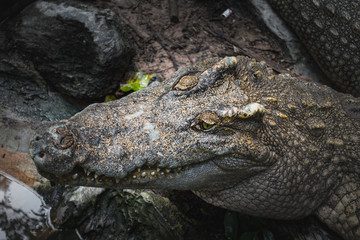 crocodile big head resting in the ground and focus at eyes, can use as background