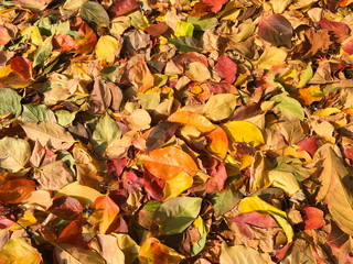 Carpet of autumn leaves in many colors