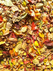 Carpet of autumn leaves in many colors