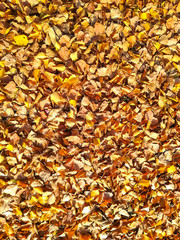 Carpet of autumn leaves in many colors