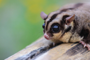 Sugar Glider climb on brown timber with blur flower background in the garden. A small mammal. Pet with Perverse habits. (Petaurus Breviceps)