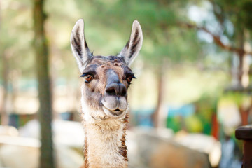 Funny lama close up. National park, Selective focus