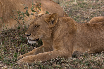 Löwe (Panthera leo)