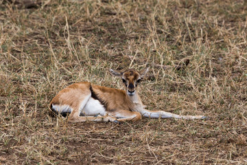 Thomson-Gazelle (Eudorcas thomsonii)