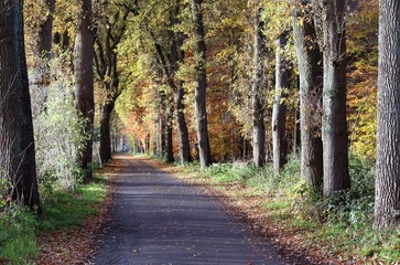 Straße im sonnigen Herbstwald
