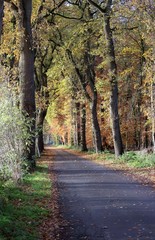 Straße im sonnigen Herbstwald