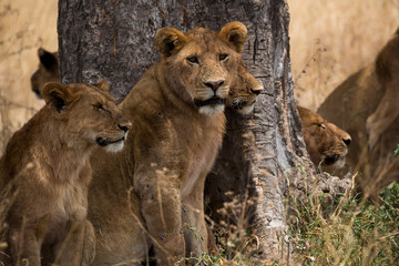 Löwenrudel - Serengeti - Tansania