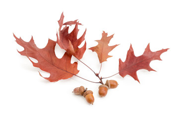 Branch of oak and acorns on a white background