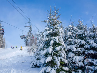 Obraz premium Spruce trees beside of chairlift and ski piste