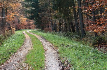 herrlicher Weg durch den Wald
