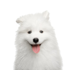 Portrait of Happy Samoyed Puppy isolated on White background, front view