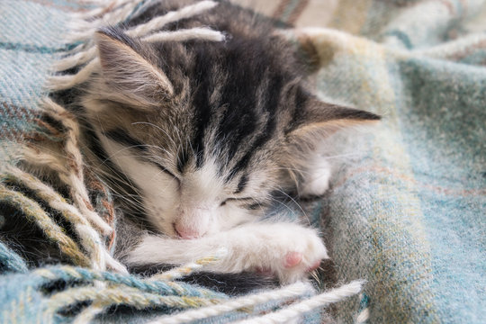 tabby kitten wrapped in wool blanket