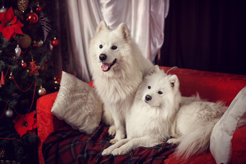 two Samoyed Laika in a Christmas studio