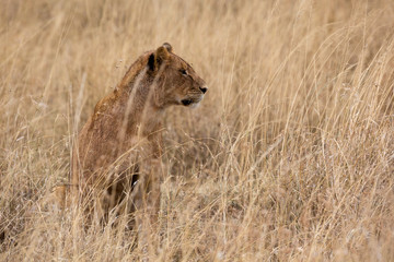 Löwe (Panthera leo)