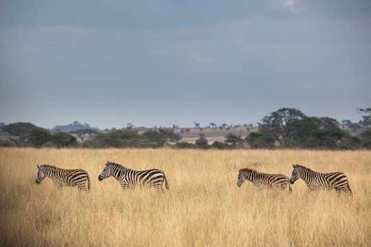 Zebra (Equus quagga)