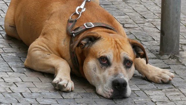 A lonely dog is waiting for its owner. Large dog sits on a leash in the street, passing by the feet of a crowd of people in the street of Prague, Czech Republic