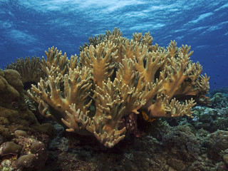 Naklejka na ściany i meble Staghorn Coral, Geweihkoralle