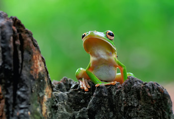 frog