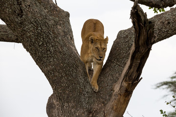 Löwe - Panthera leo