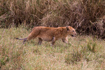 Löwe - Panthera leo